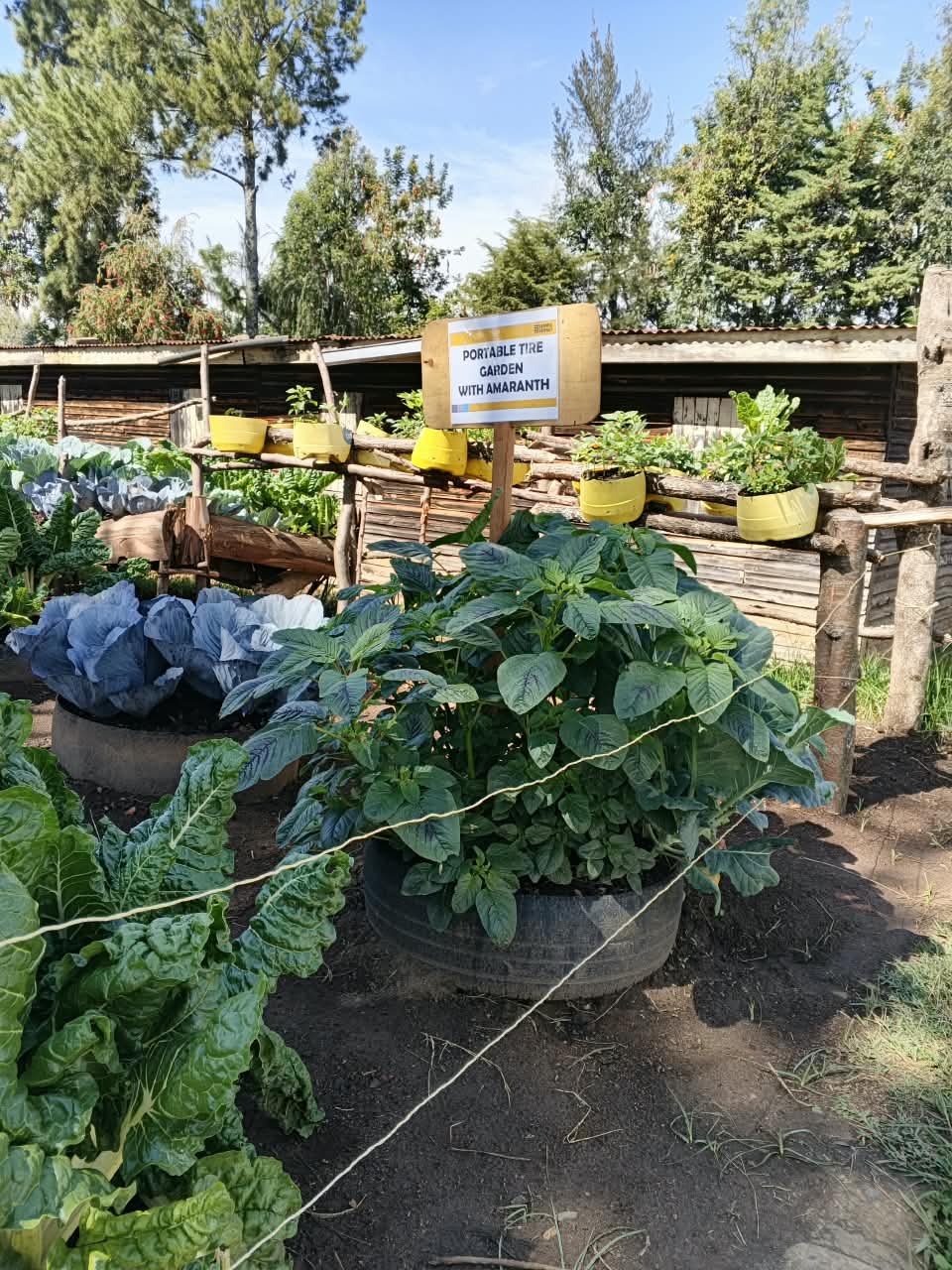 Amaranth plot