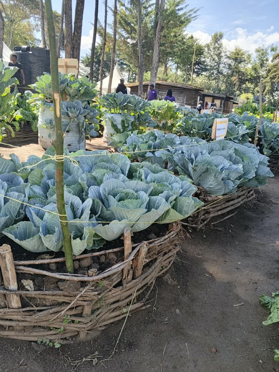 Cabbage field