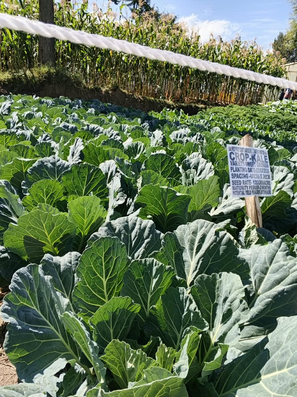 Hybrid crops