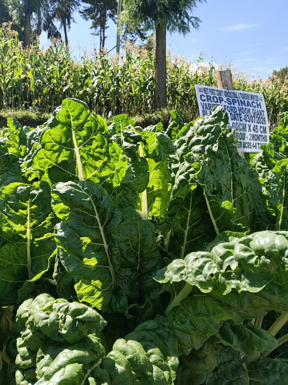 Spinach plot