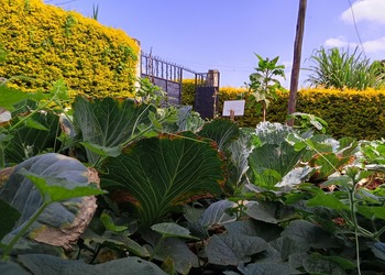 Cabbage and Pumpkin Plot