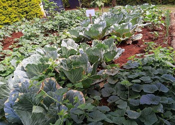 Close-up Cabbage View